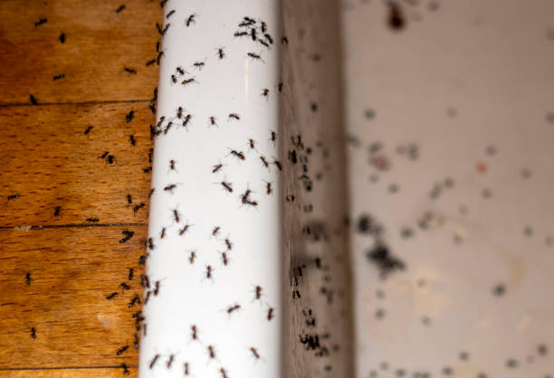 Best Flea Control Services  in St Johns, MI
