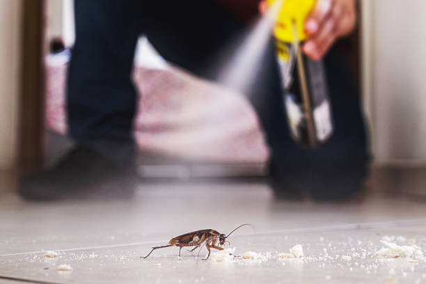 Best Rodent Control Near Me  in St Johns, MI